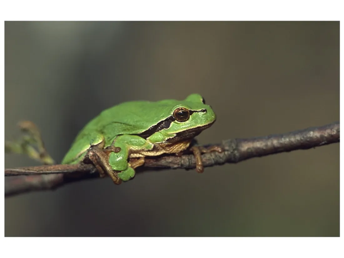 Grenouille rainette
