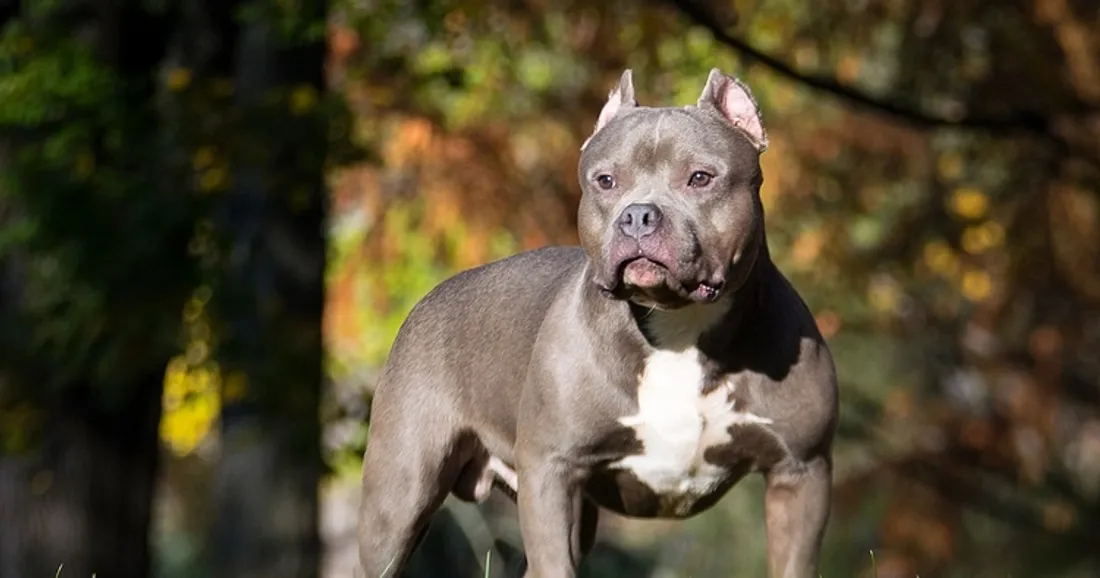 Chien American bully