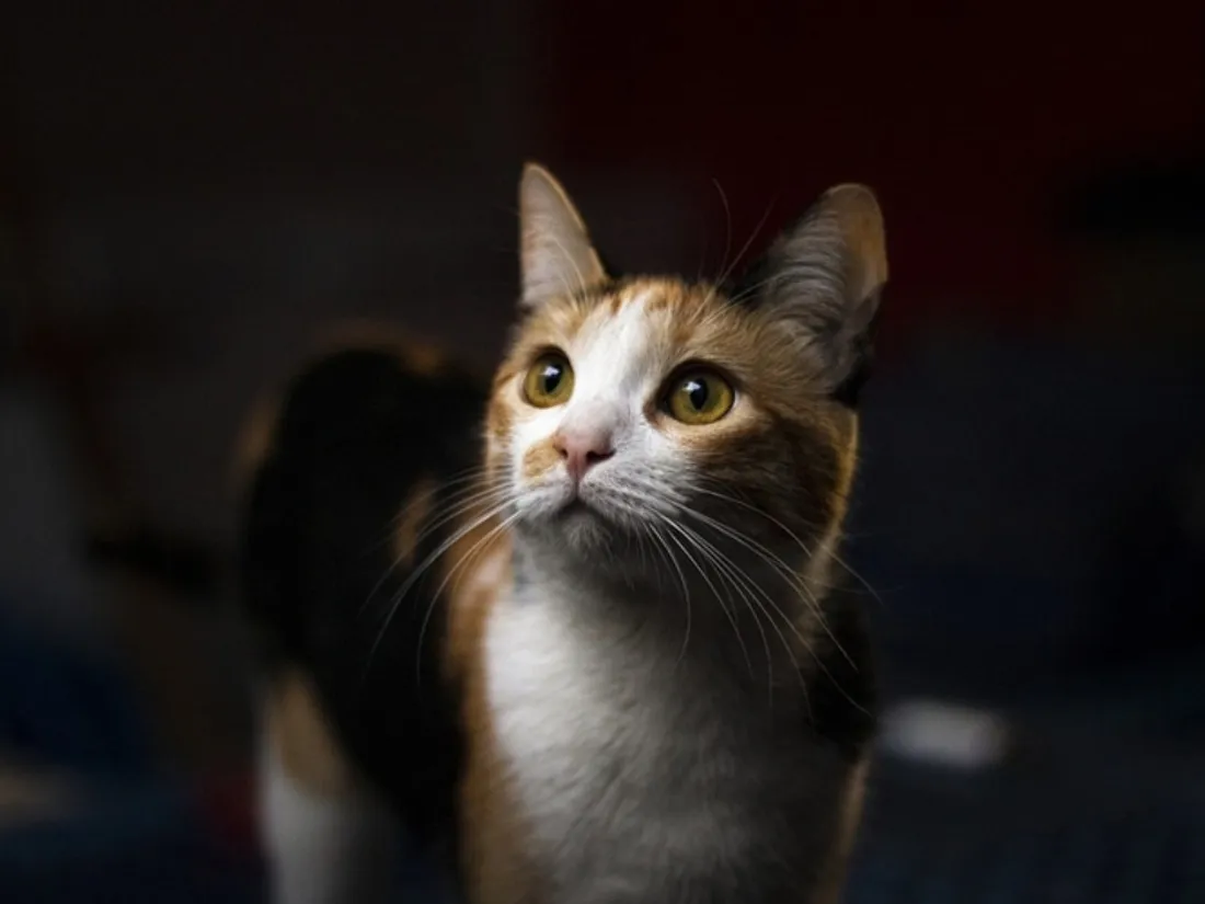 Chat