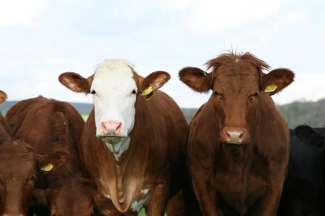 Vaches