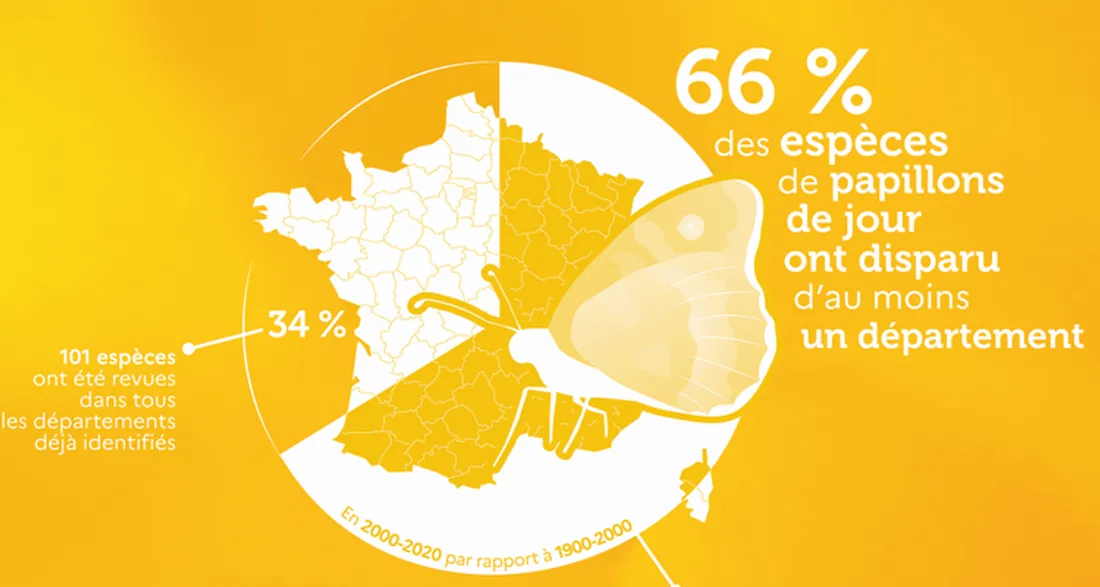 Disparition des papillons de jour en France