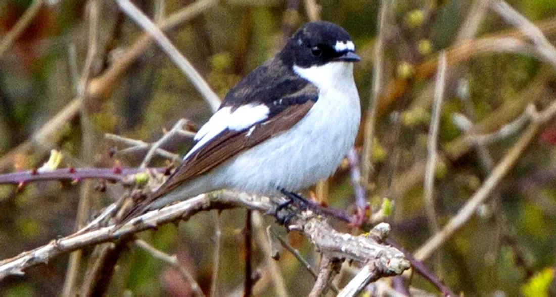 Gobemouche noir