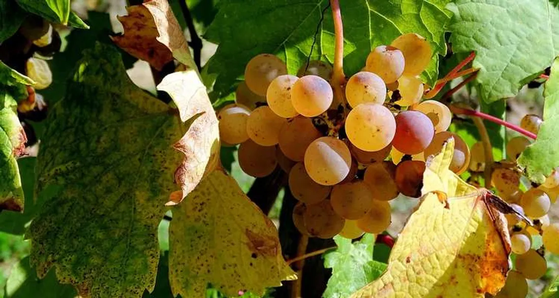 Grappe de raisin
