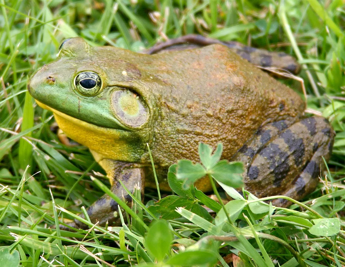 Grenouille-Taureau