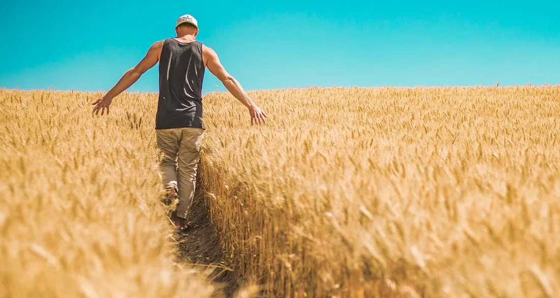 Homme dans un champ de blé