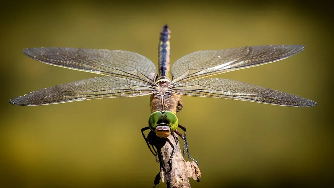 Libellule