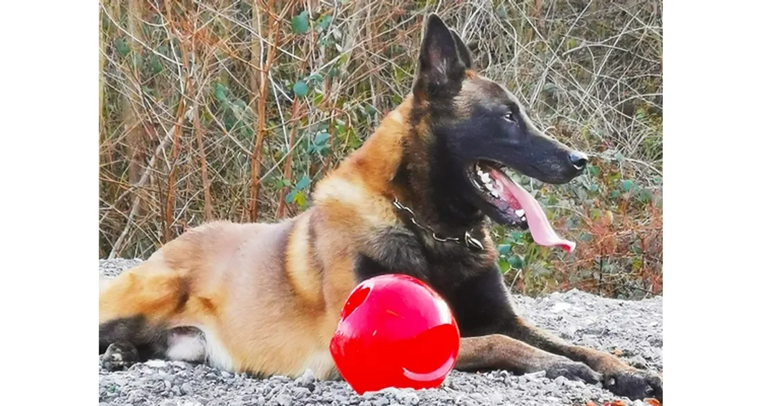 Oxo, chien policier