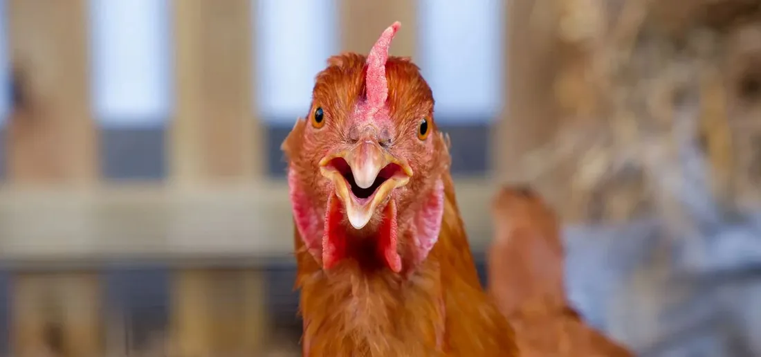 Poule