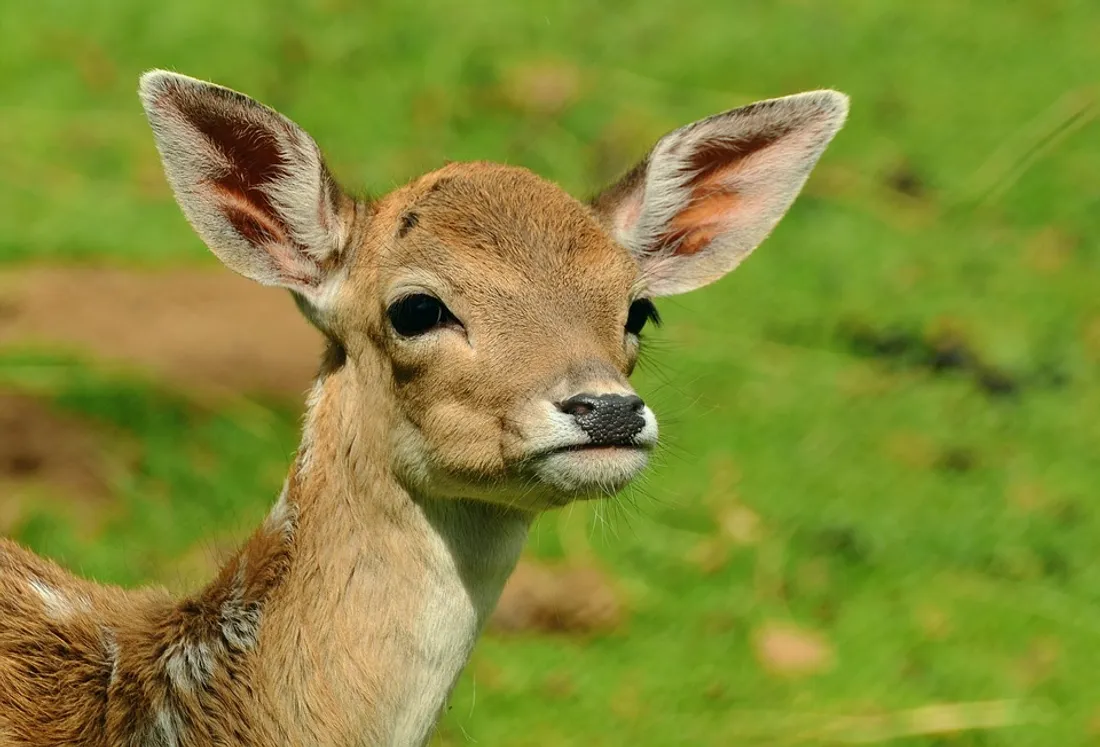 Jeune animal