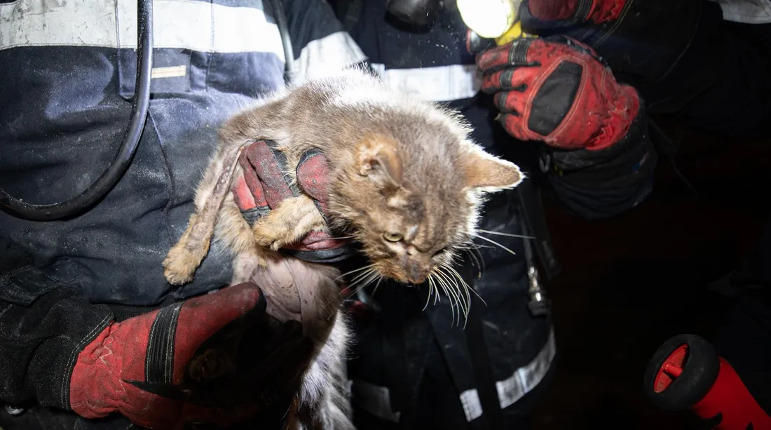 Sauvetage d'un chat à Rouvroy-les-Merles
