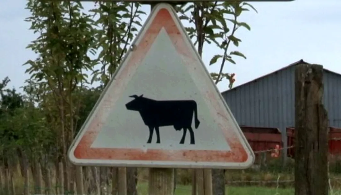 Panneau "Attention aux vaches"