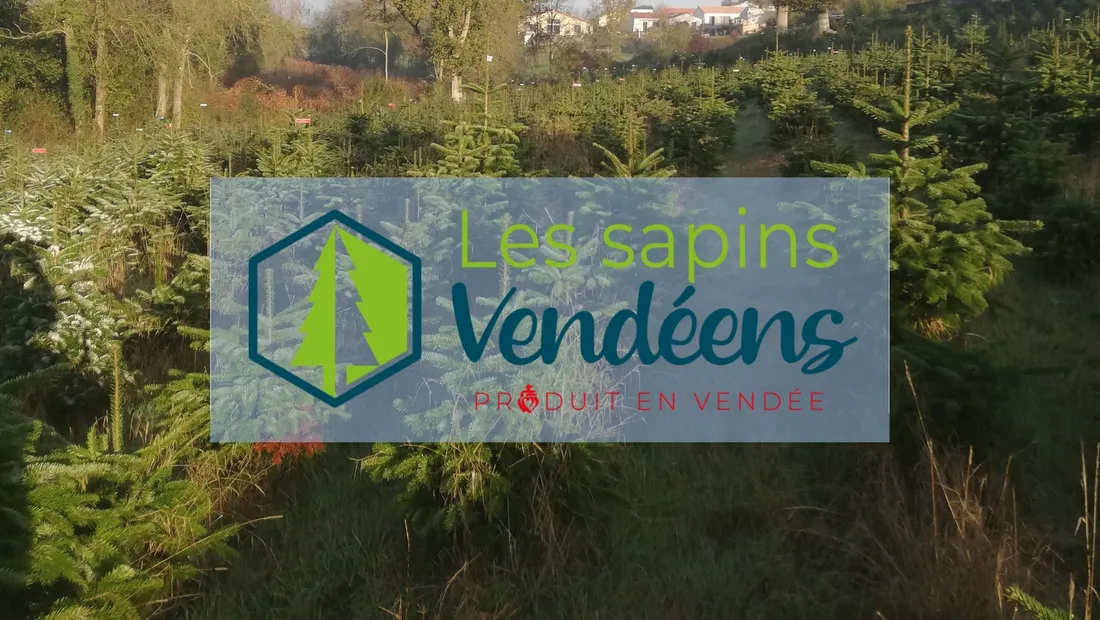 Aux Essarts en Bocage, les Sapins Vendéens proposent des sapins naturels 