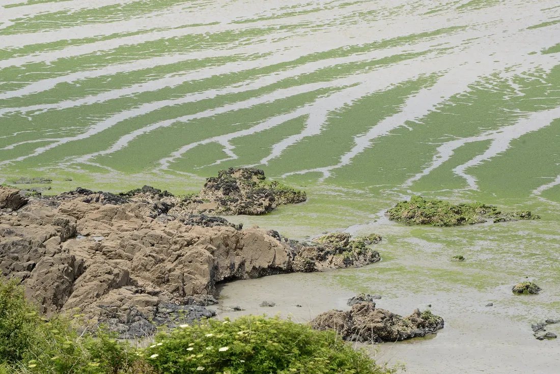 Algues vertes plage du Hillion 
