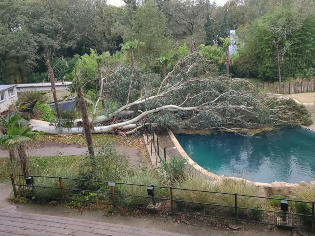 Un grand eucalyptus s'est effondré sur l'enclos des phoques aux Terres de Nataé