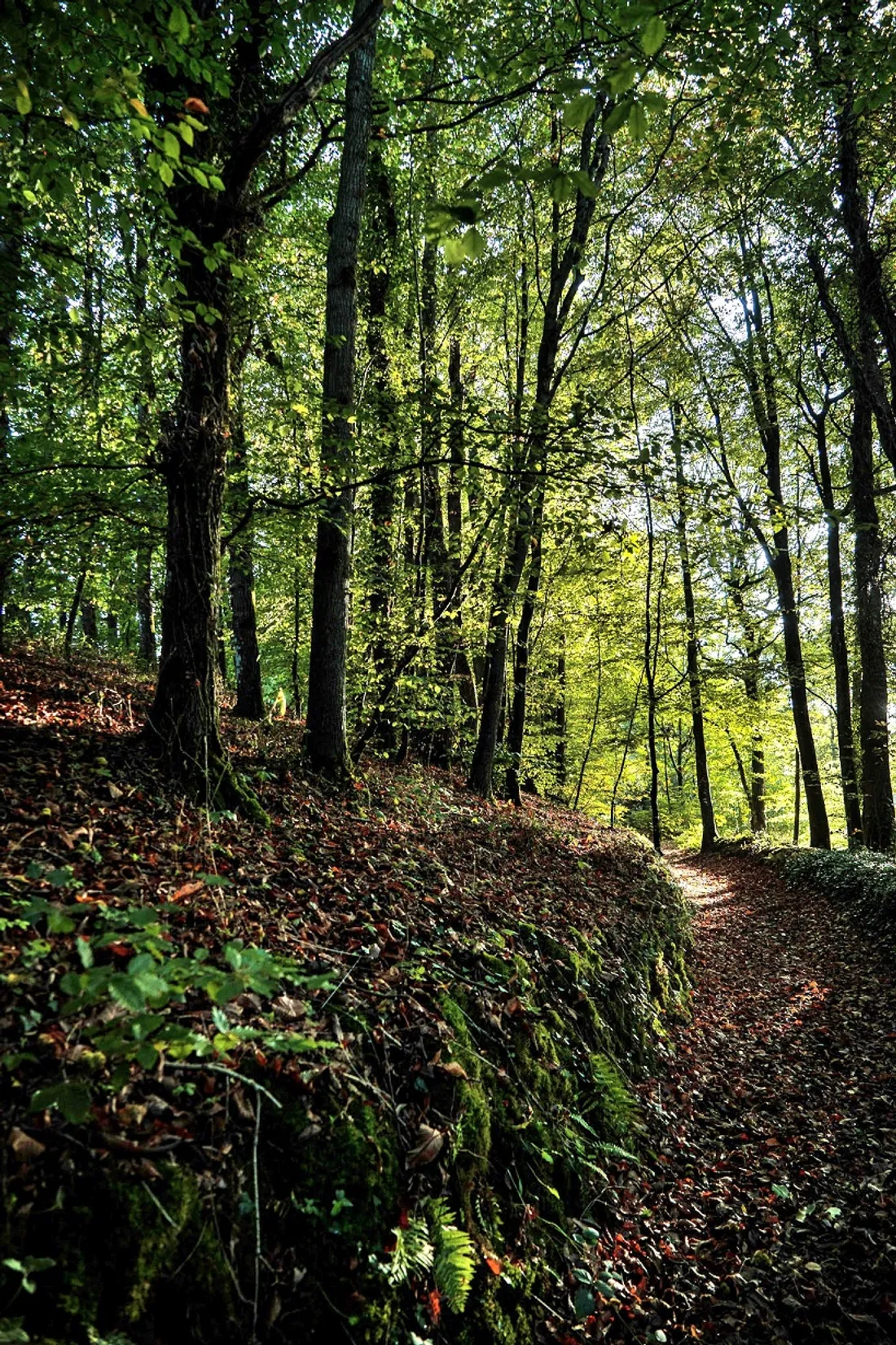 Forêt Plouëc-du-Trieux (22)