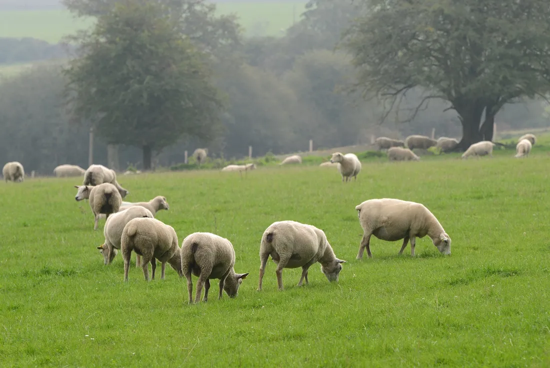 Les moutons à Lopérec