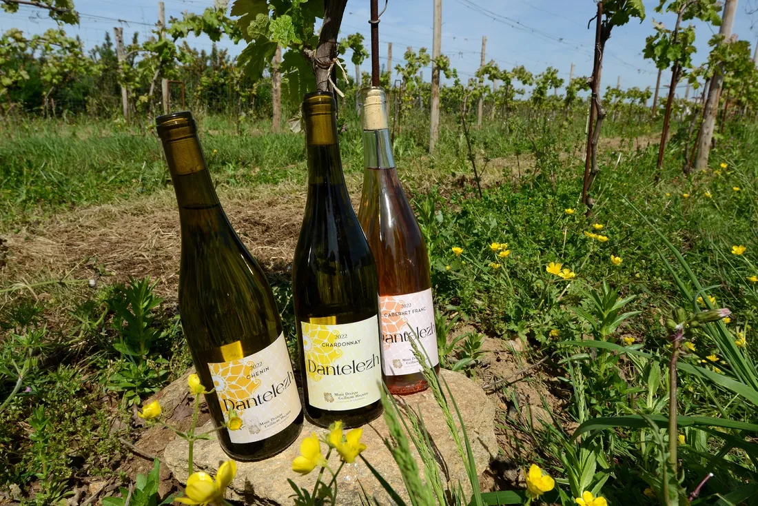 Les premières bouteilles issues des vignes de Sarzeau (56)