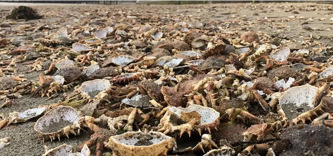 Plage de Saint malo recouverte de carcasses d'araignées de mer - Photo Ouest France