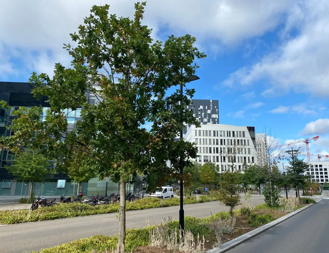 Arbres Nantes