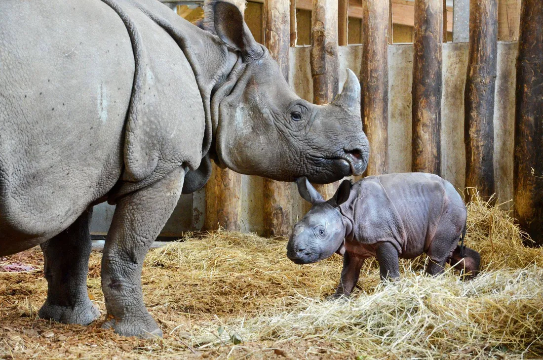Rhino indien,  Sonaï et la maman Sundara