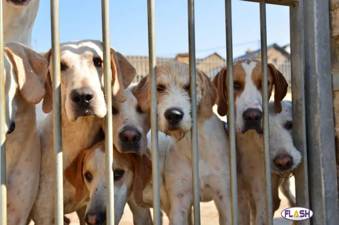 66 chiens retirés d'un élevage clandestin à La Croisille sur Briance - 04.03.2024 FLASH FM