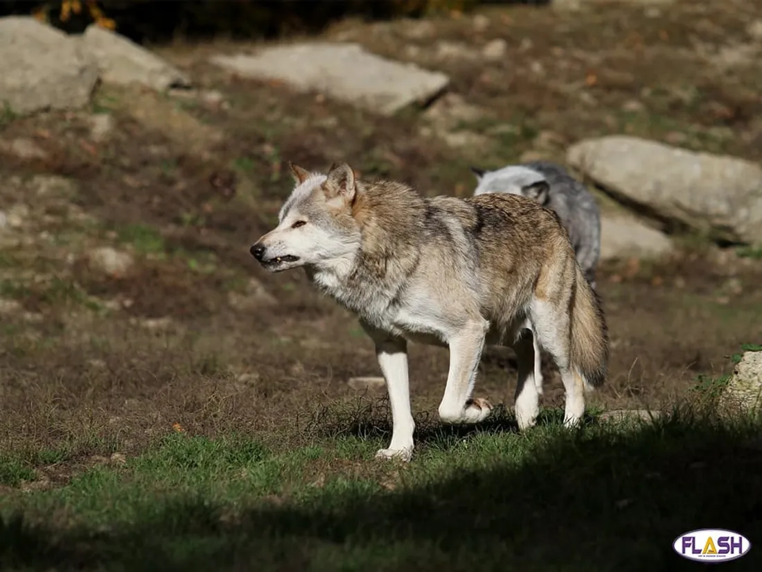 CR 87 Loup prime 27 juillet 2024