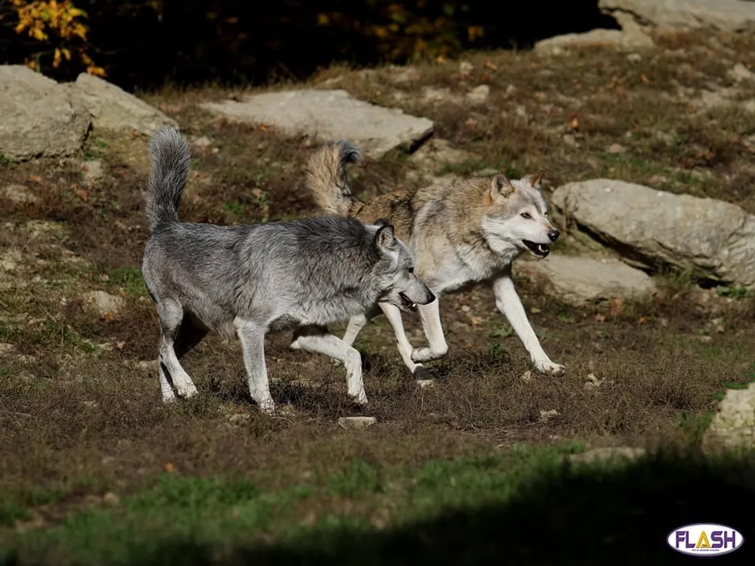 Mouvement protestation loups Creuse Haute-Vienne Corrèze Millevaches Limousin réunion