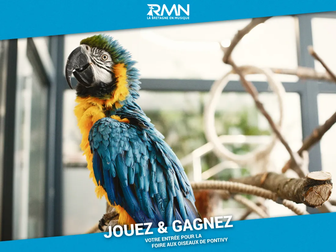 2024.36 - Foire aux Oiseaux de Pontivy