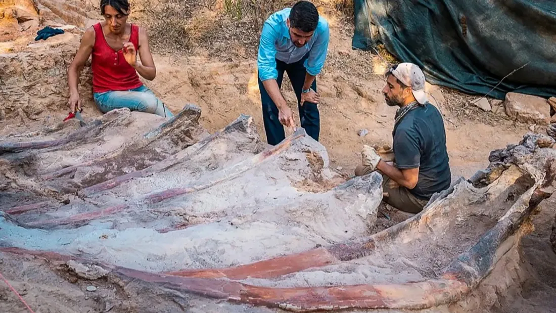 Les ossements fossilisés d'un dinosaure ont été découverts dans un jardin au Portugal.