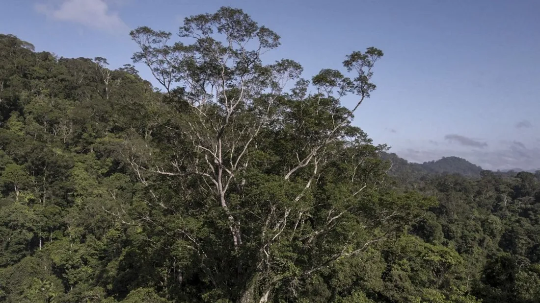 Le plus grand arbre de l'Amazonie, une mine d'or pour les scientifiques.
