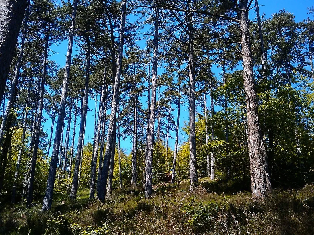 forêt de fontainebleau