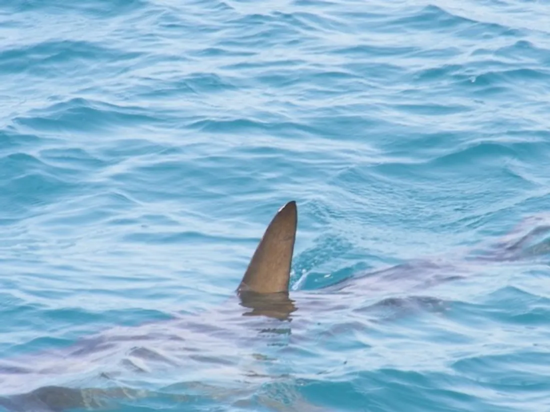 un aileron de requin - photo d'illustration