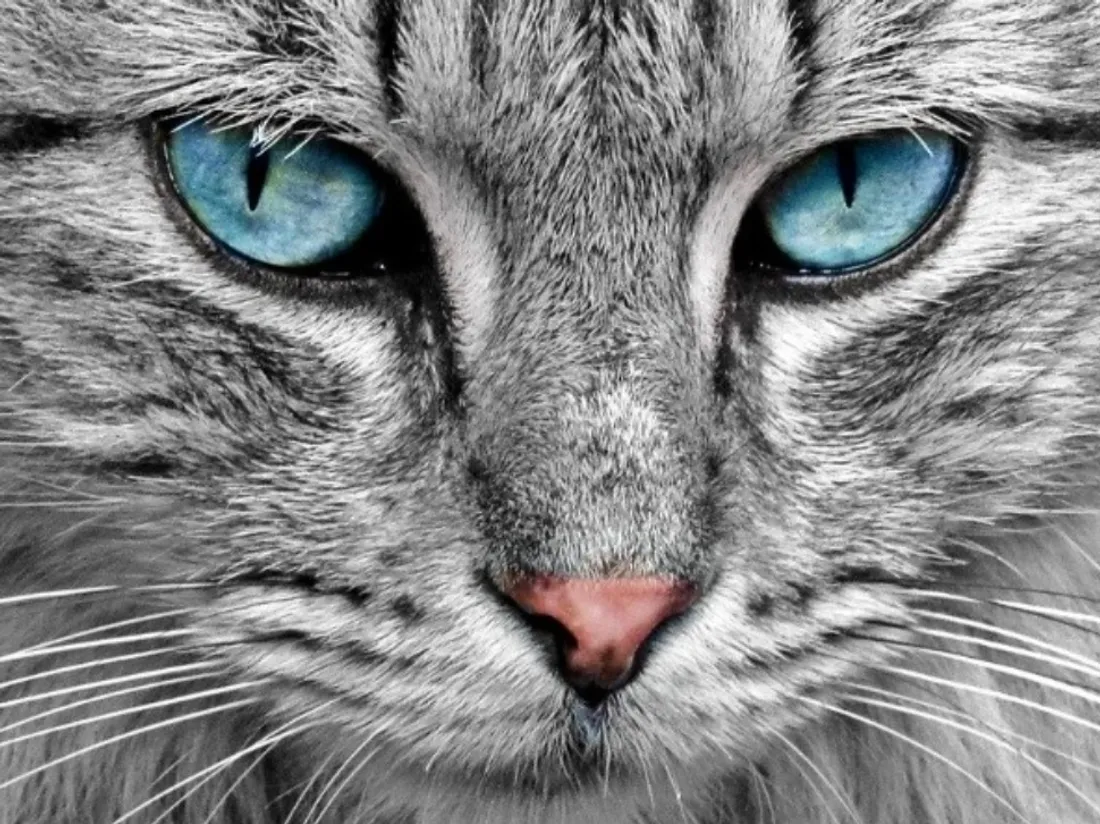 Un chat