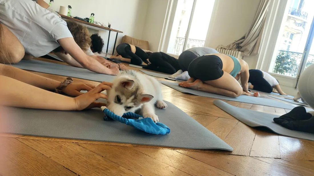 Puppy Yoga à Paris