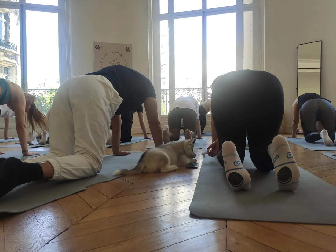 cours de puppy yoga