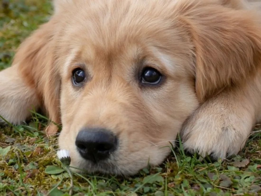 Italie : une province autonome fait la guerre... aux déjections des chiens