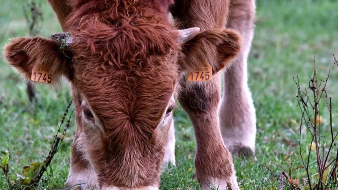 Paris : le Salon de l'agriculture 2022 sera celui des retrouvailles