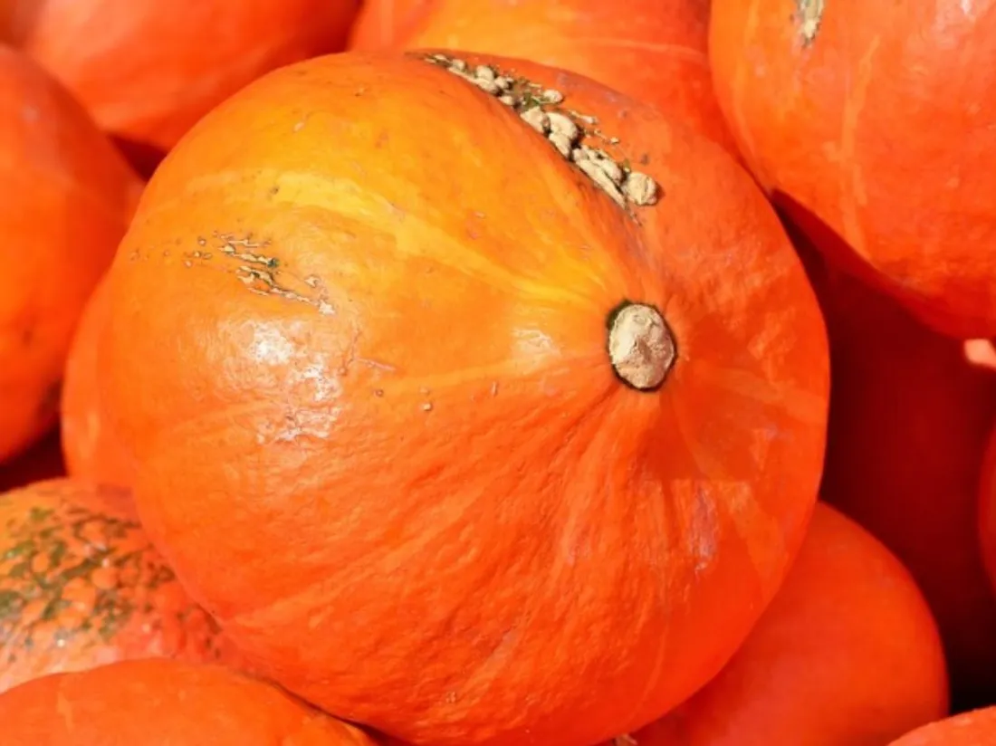 10 millions de tonnes de nourriture sont gaspillées chaque année en France.