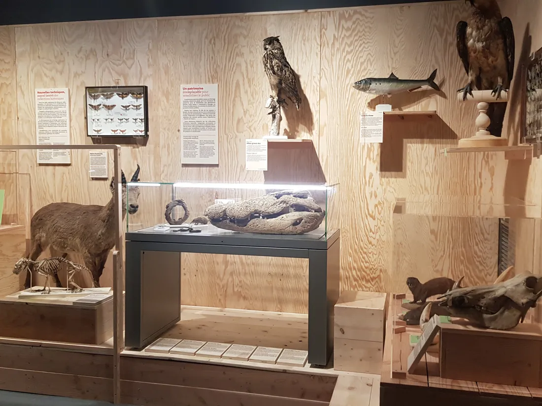 Museum d'histoire naturelle 