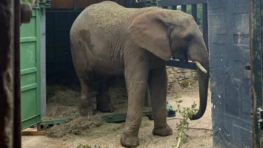Vingt après l’arrivée de Ben, le Zoo de Thoiry accueille un deuxième éléphant !