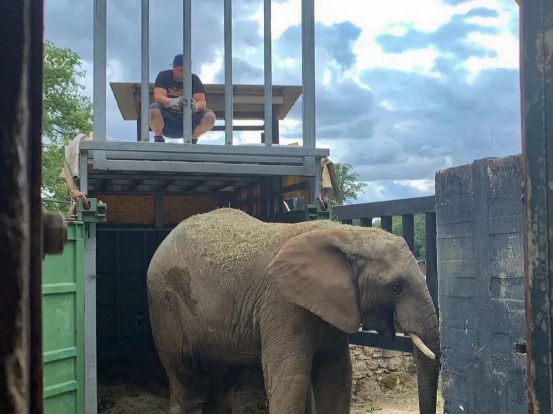 Vingt après l’arrivée de Ben, le Zoo de Thoiry accueille un deuxième éléphant !