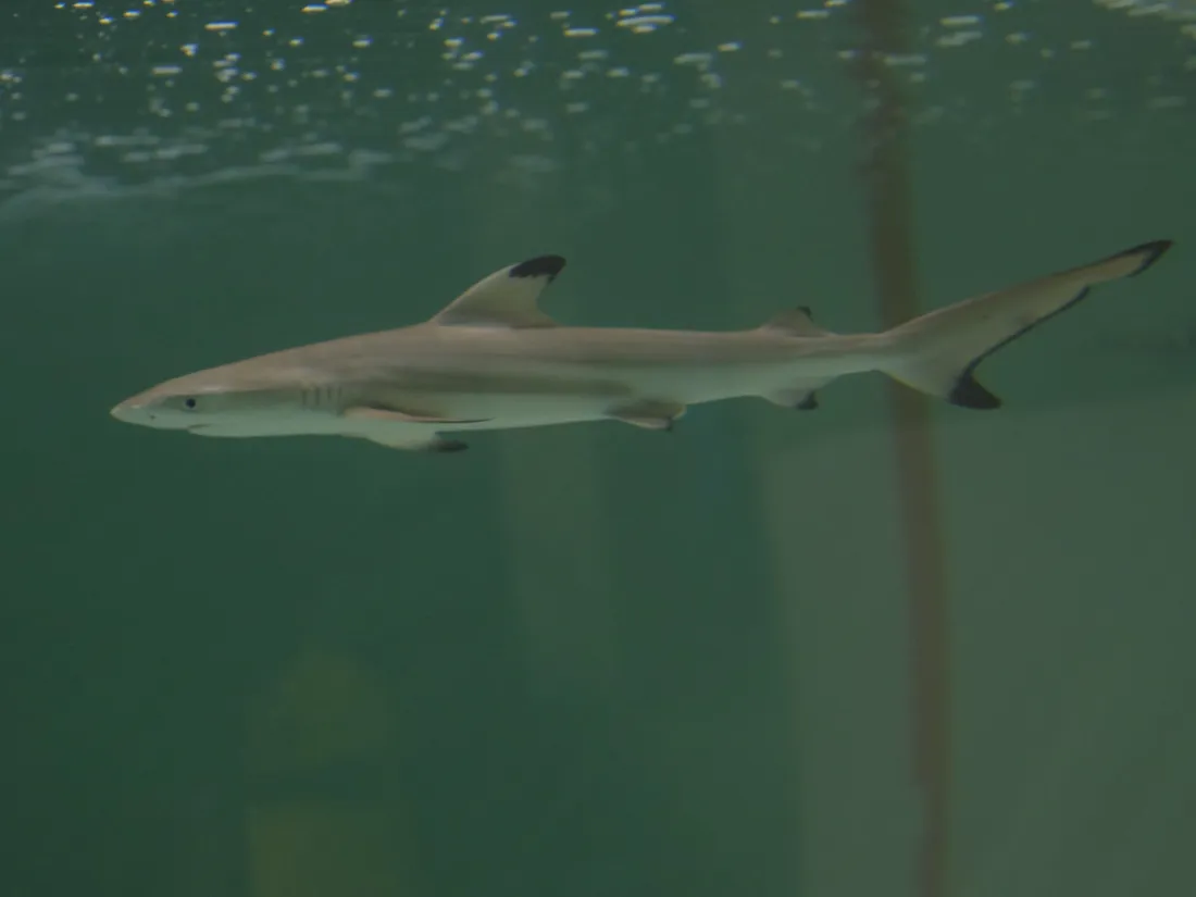 Une femelle requin à pointe noire dans l'Aquarium de Paris.