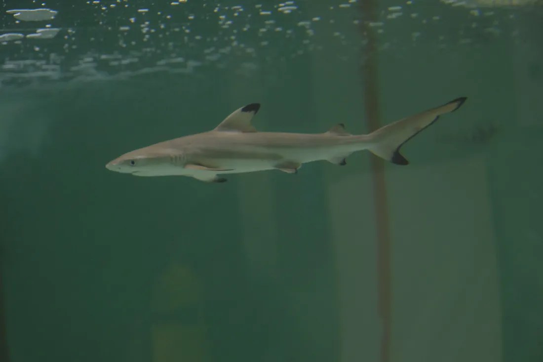 Une femelle requin à pointe noire dans l'Aquarium de Paris.