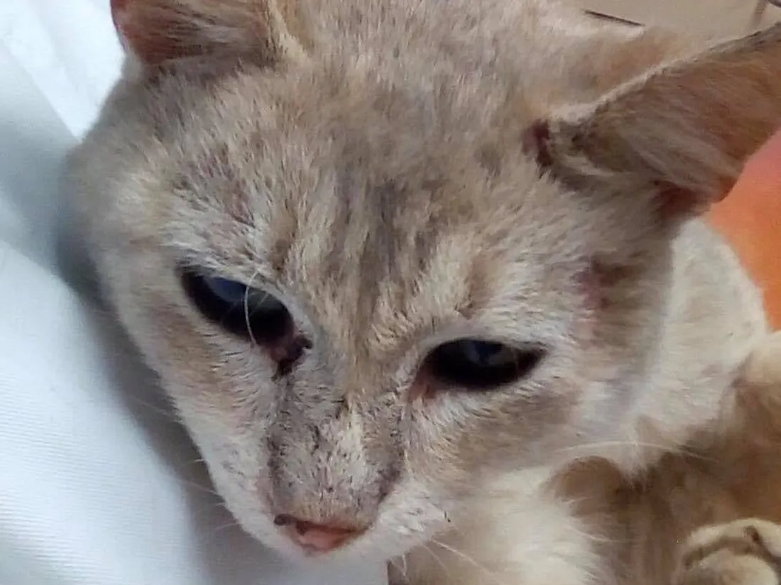 Chat asso