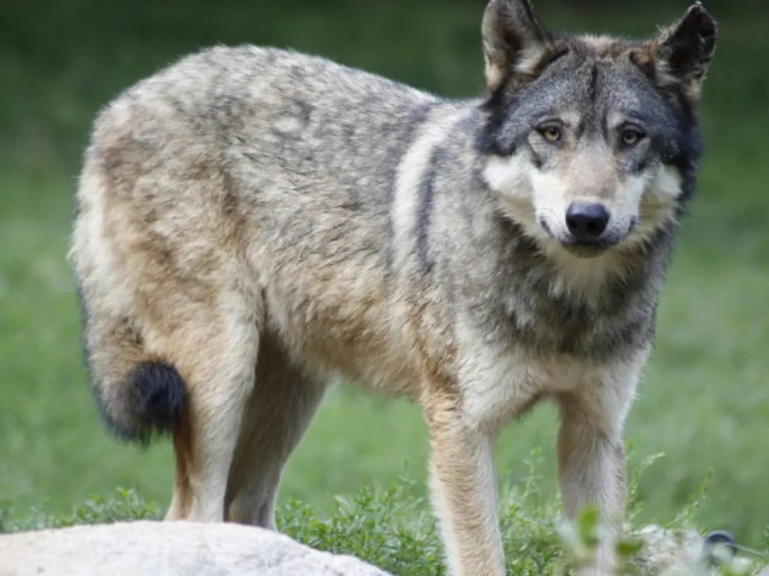 Image d'illustration. Le loup a été formellement identifié en Gironde