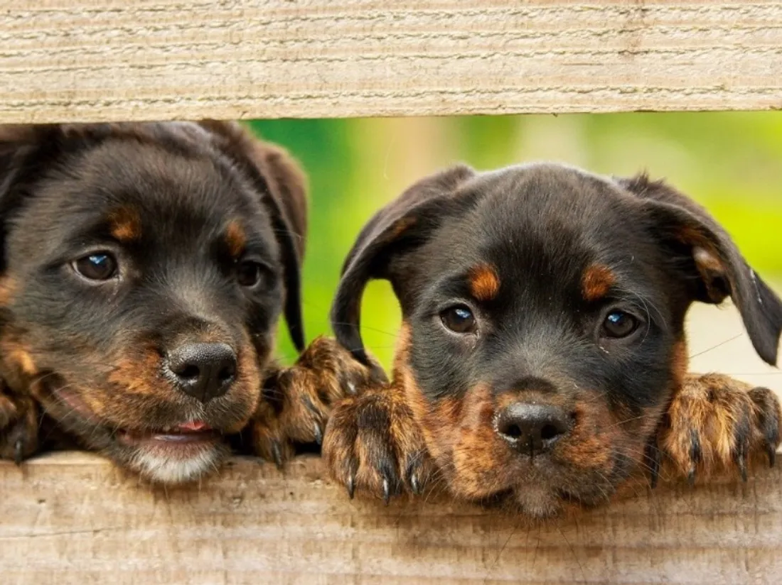 Des petits chiots !