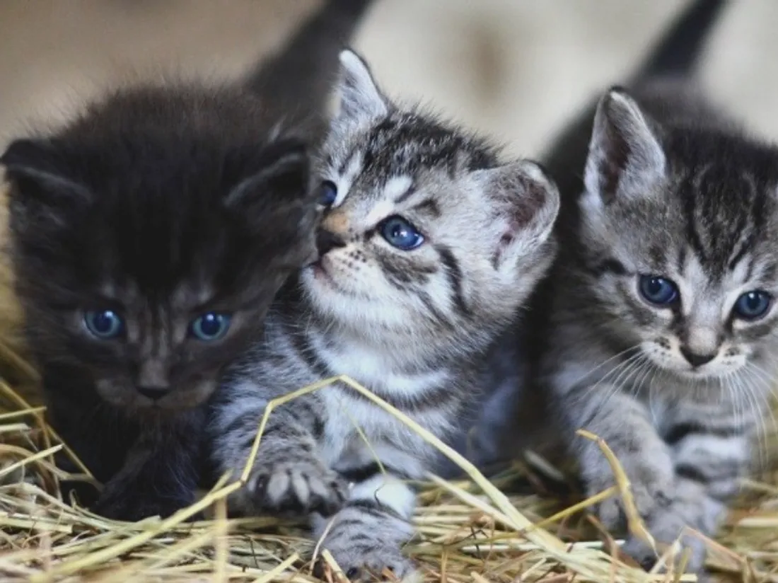 Des chatons - Photo d'illustration