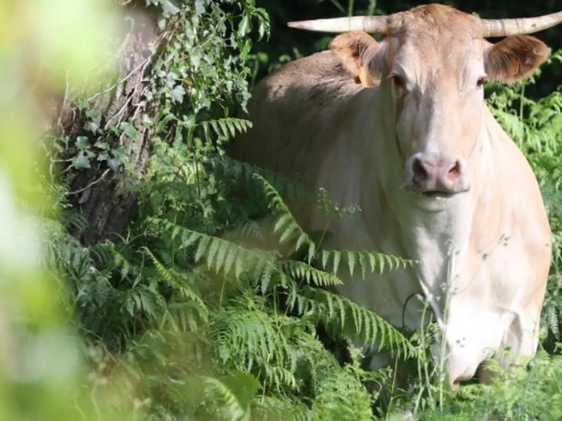 Une vache, image d'illustration