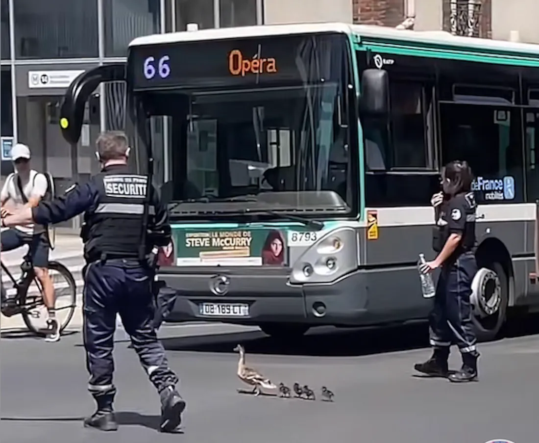 Instant mignon : des policiers parisiens escortent une maman et ses cannetons (vidéo)