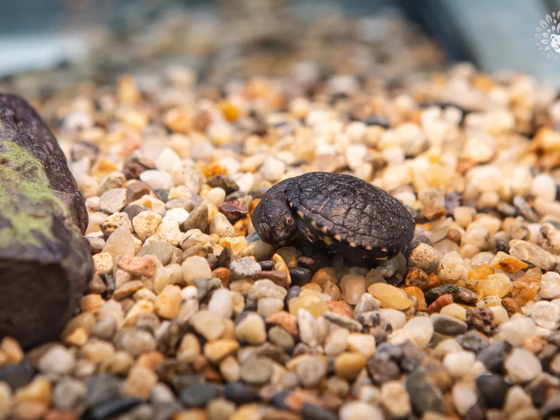 bébés tortues à Thoiry